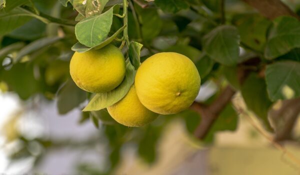 Hojas de limón: propiedades, beneficios y usos tradicionales de su aroma relajante