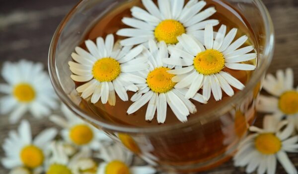 Manzanilla natural: una planta tradicional con usos relajantes y digestivos