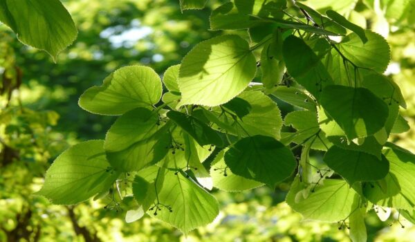 Té de Tilo: propiedades, beneficios y usos tradicionales de una infusión relajante