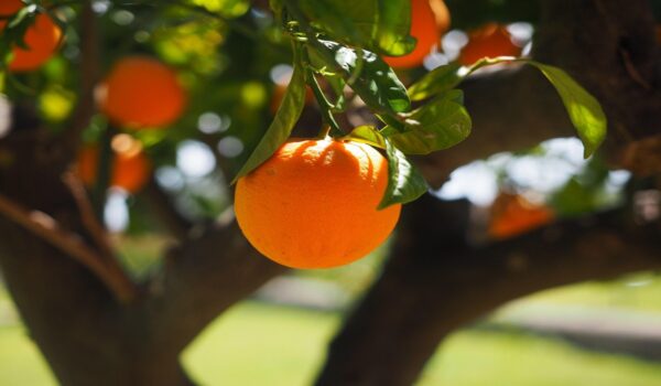 Hojas de naranja: infusiones naturales, usos tradicionales y propiedades aromáticas