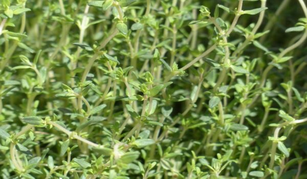 Tomillo: propiedades, beneficios y usos tradicionales de una planta aromática