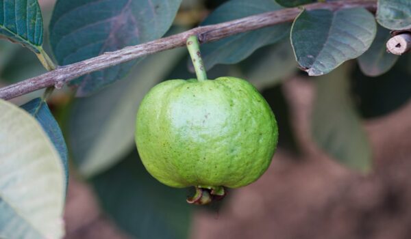 Hojas de guayaba: propiedades, beneficios y usos tradicionales en remedios caseros