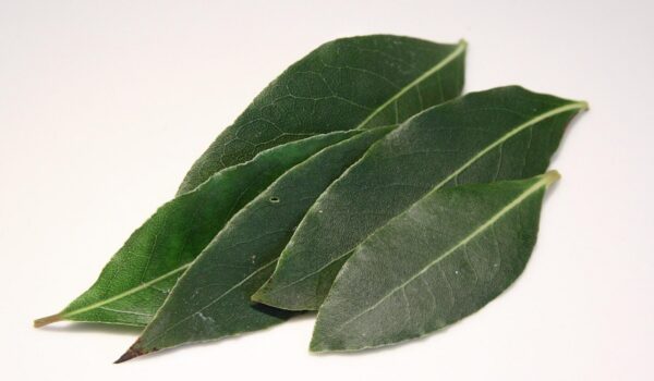 Laurel: planta tradicional utilizada en el bienestar natural, propiedades y usos cotidianos