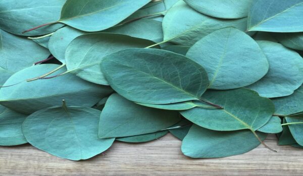 Eucalipto: planta tradicionalmente utilizada para el bienestar respiratorio y sus propiedades naturales