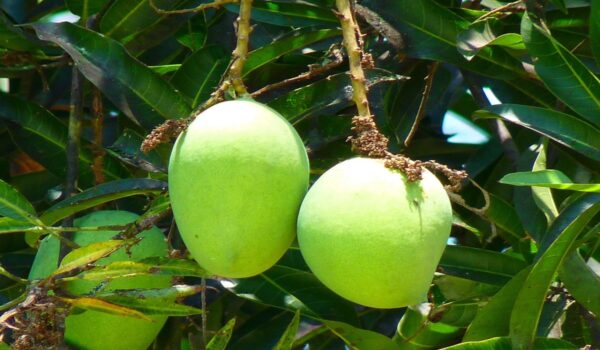 Hojas de mango: usos tradicionales, propiedades y beneficios en remedios naturales
