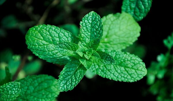 Hojas de menta: propiedades, beneficios y usos tradicionales para el bienestar digestivo