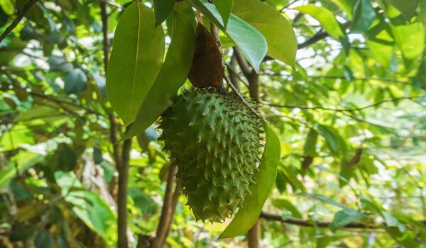 Hojas de guanábana: propiedades, beneficios y usos tradicionales en prácticas naturales