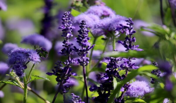 Salvia: apreciada por sus usos tradicionales, propiedades y beneficios en la vida cotidiana