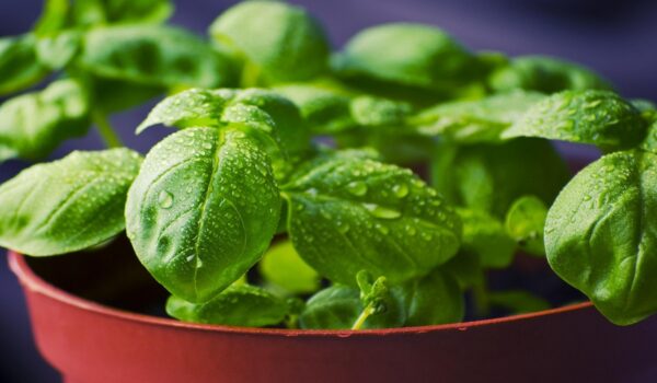 Albahaca: una planta aromática con usos tradicionales, propiedades y beneficios en la vida cotidiana