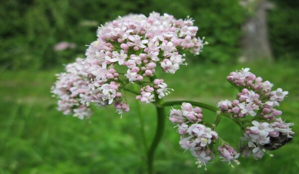 Valeriana: propiedades, beneficios y usos tradicionales para favorecer el descanso